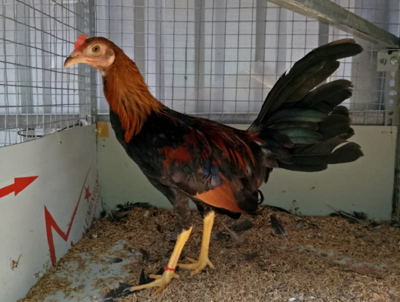 Gà Butcher là một giống chiến kê được người chơi yêu thích
